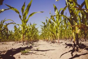 Stressed young corn plants in poor soil