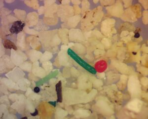 Tiny plastic bits, mostly white with some red and green particles on a white tray.