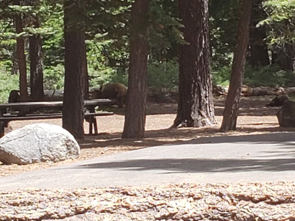 Forest with a bear scratching into downed log searching for insects to eat with cubs playing nearby
