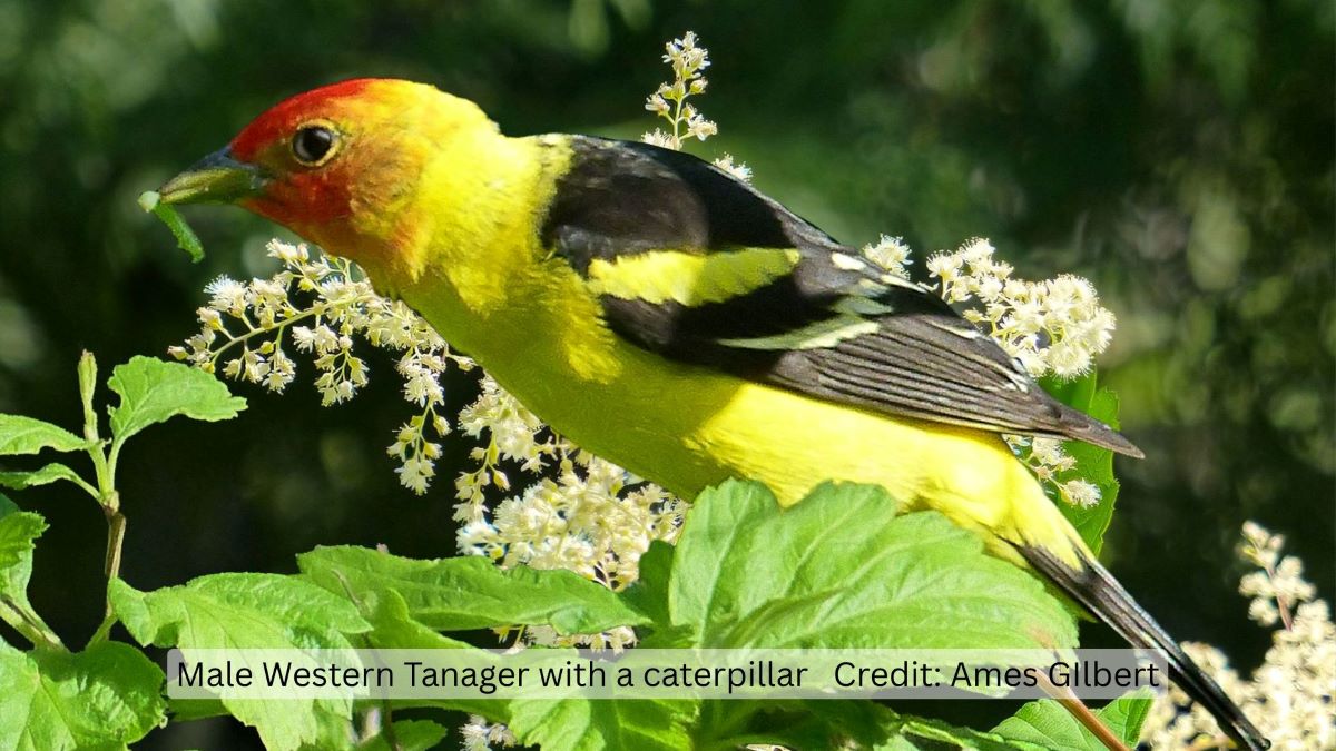 Orange and yellow bird with a caterpillar in it's beak.